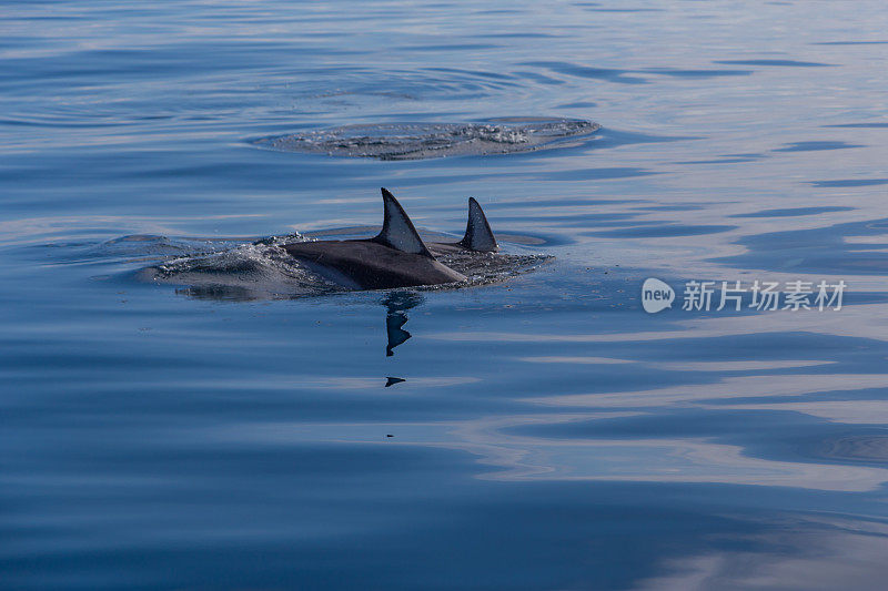 常见的海豚