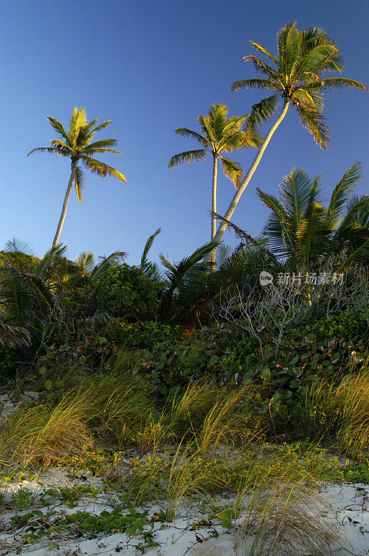 海草上的棕榈树
