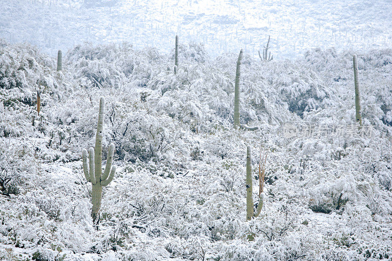 沙漠和雪地里的仙人掌