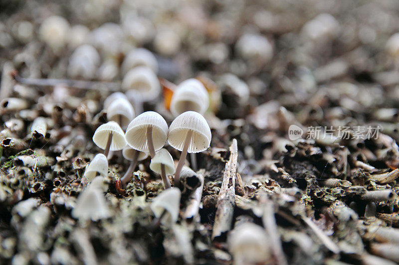 芦苇屋顶上的迈锡纳