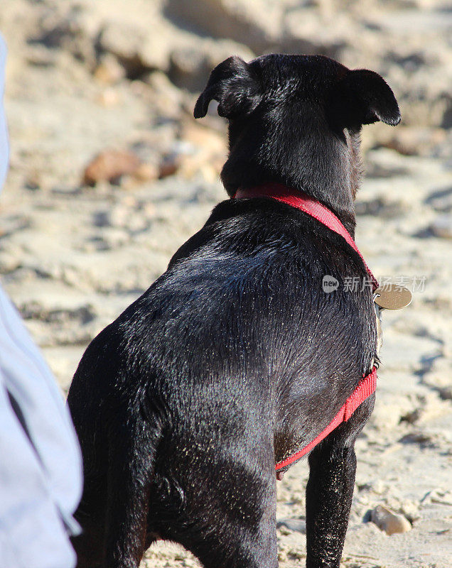 黑色的狗在沙滩上与红铅