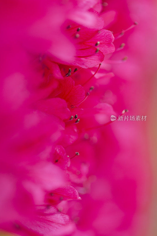 初夏杜鹃花特写