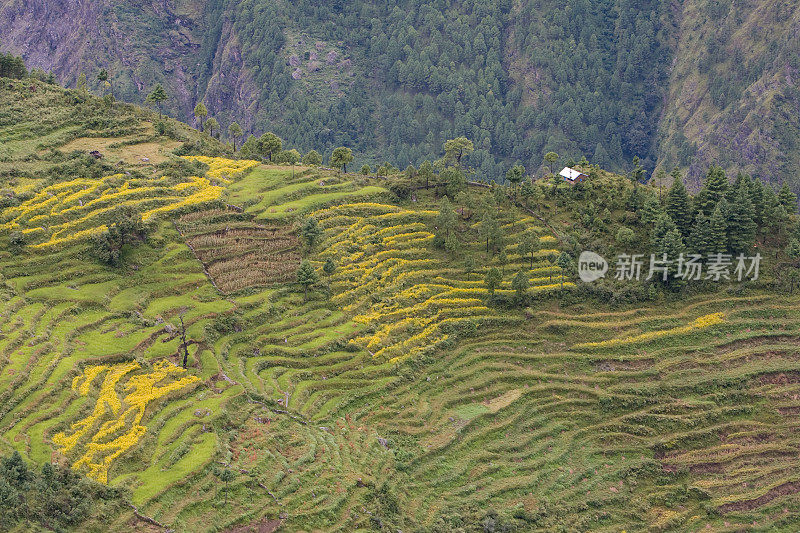 尼泊尔琅塘台地山上的房子