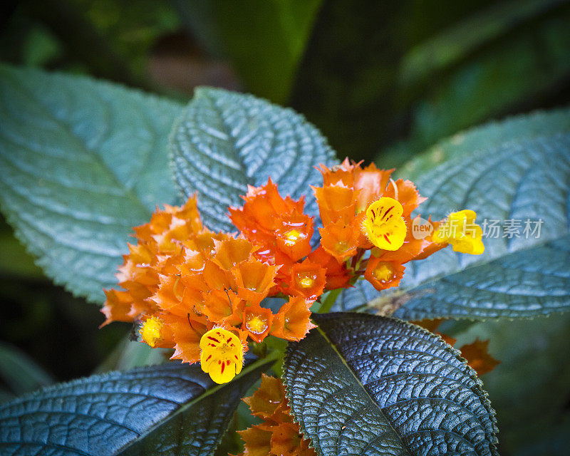 热带花卉