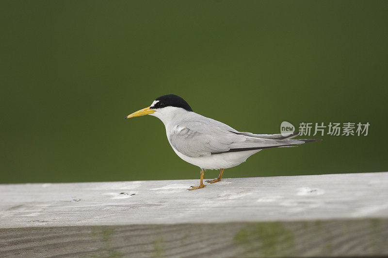 三明治燕鸥