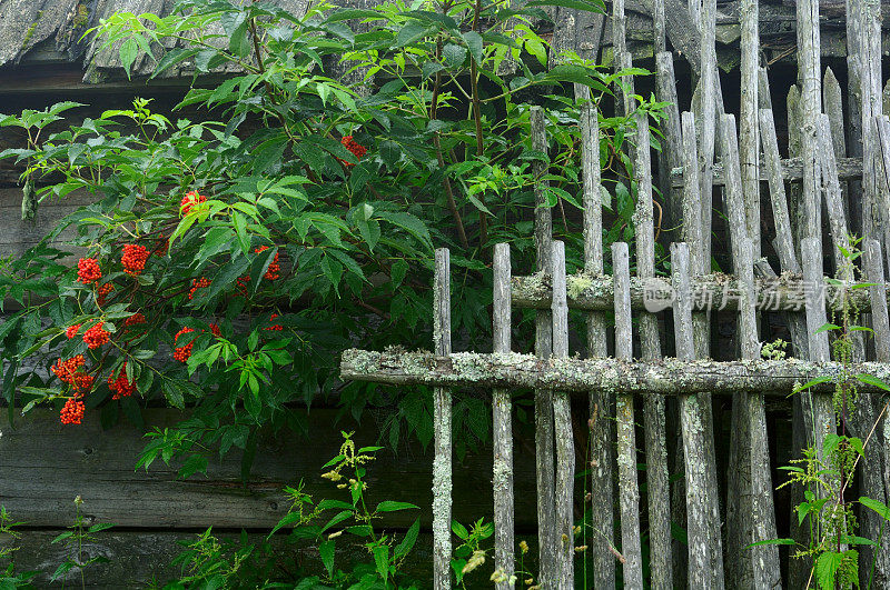 旧的篱笆和新鲜的树枝ashberry
