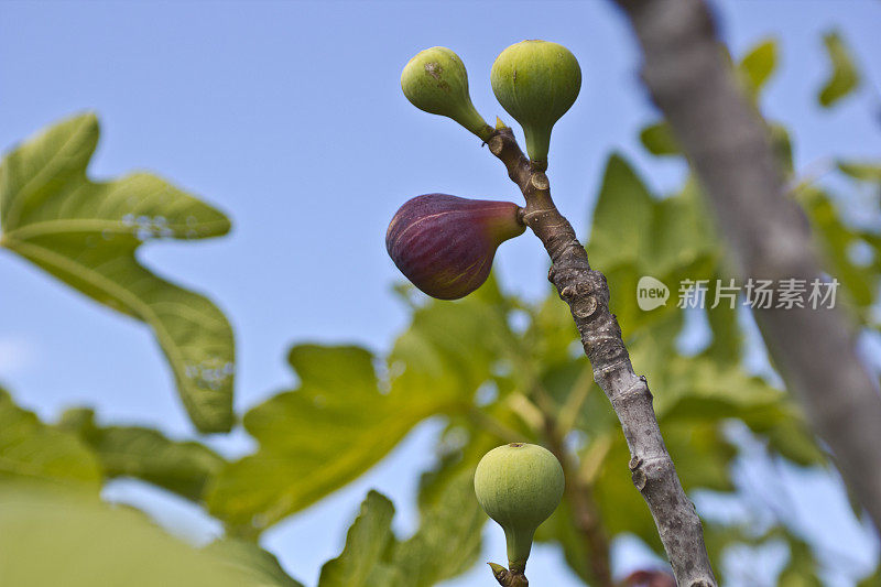 无花果树上的无花果