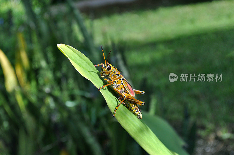 东部粗笨的蚱蜢