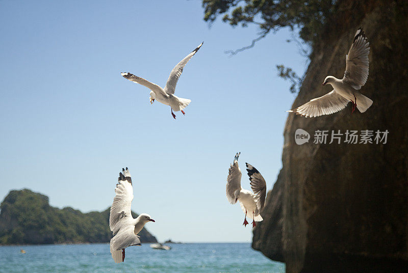 大教堂湾海鸥