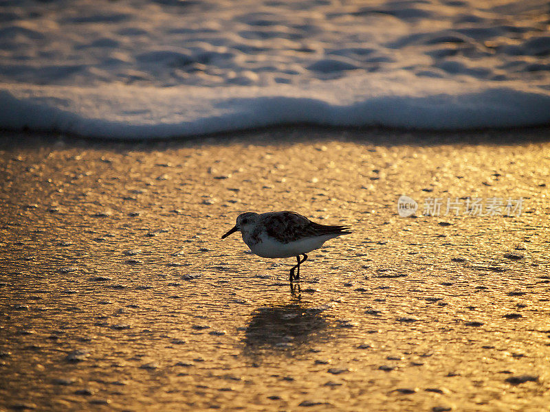 海滨birn