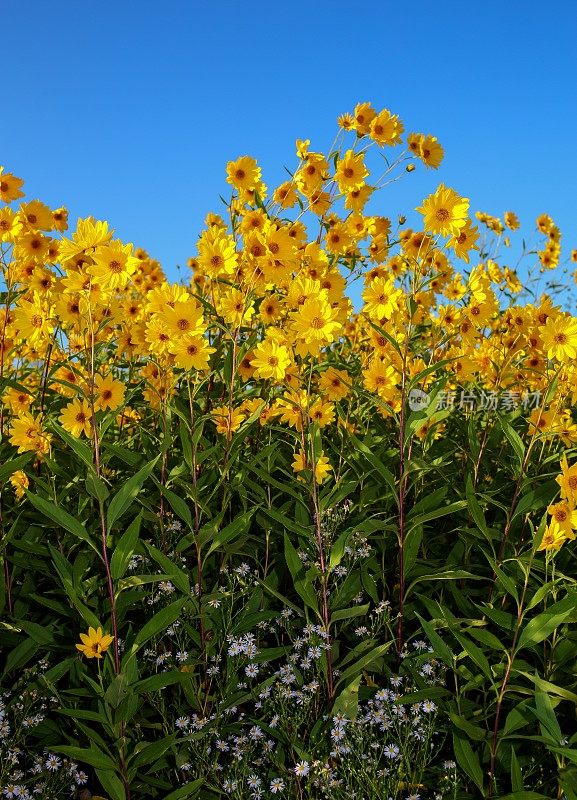 黄色的花