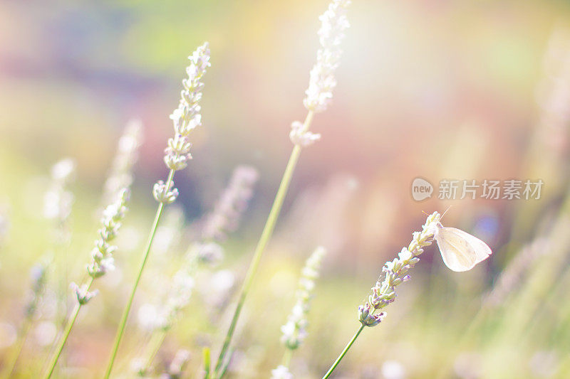 蝴蝶在薰衣草