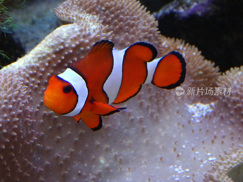 条纹小丑鱼与珊瑚海葵在盐水水族馆的图像