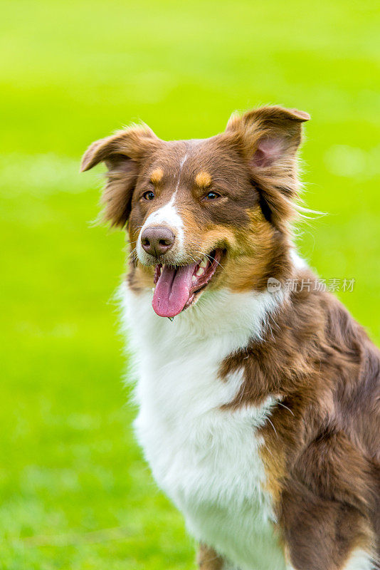 澳大利亚牧羊犬