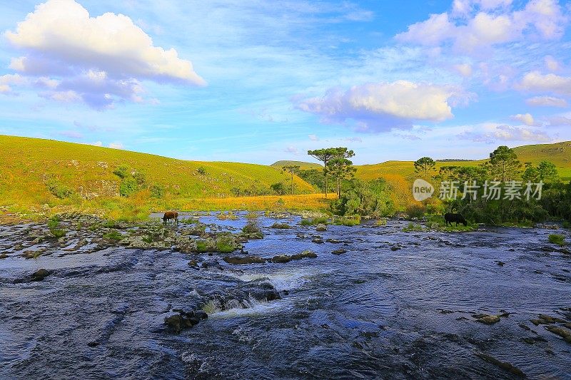 Araucárias，河流，南美草原乡村景观，巴西南部