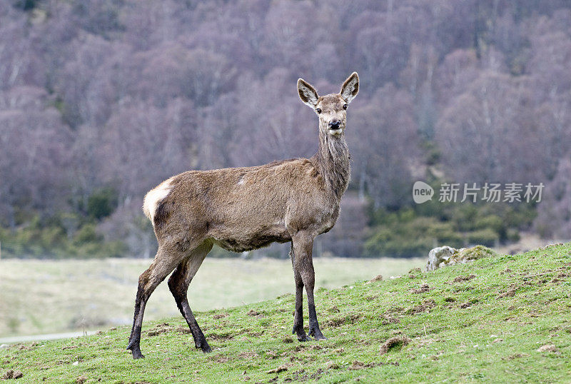 苏格兰山坡上的马鹿