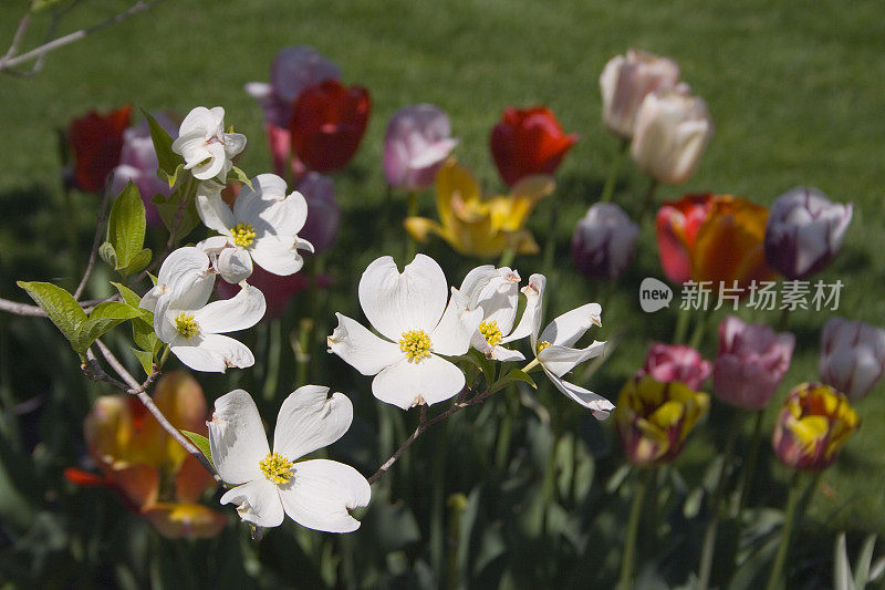 春天的花朵