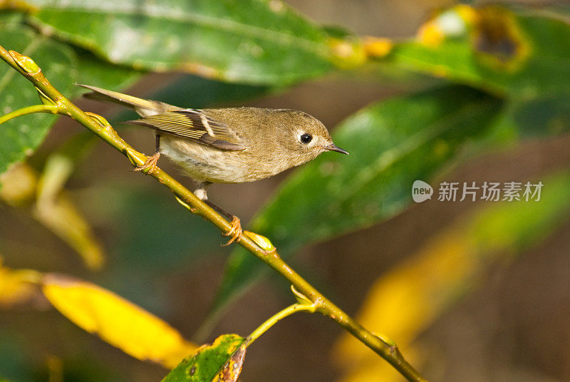 女性Ruby-Crowned小王