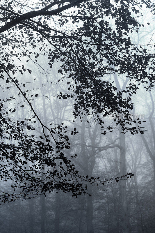 雾林中树木的剪影