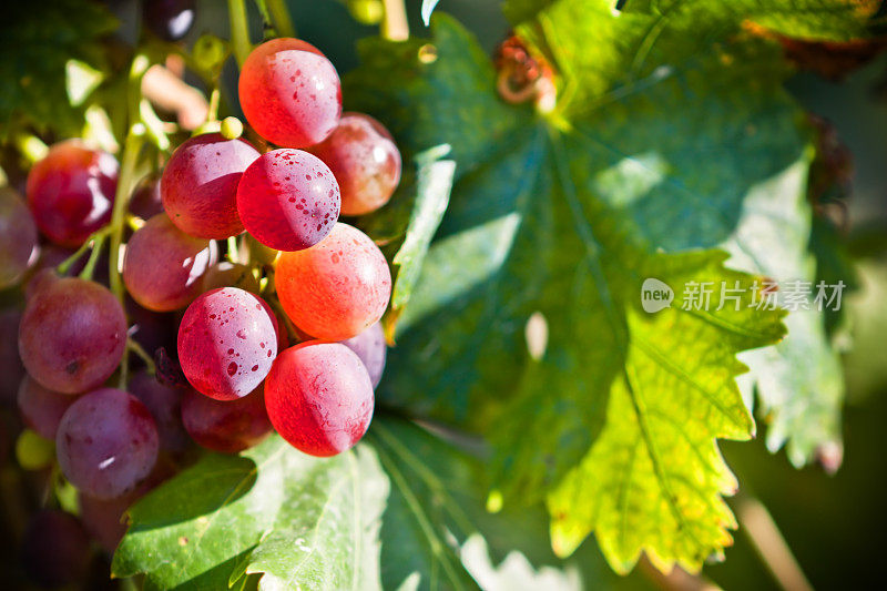 专注于意大利基安蒂地区的红葡萄