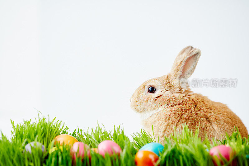 复活节的兔子