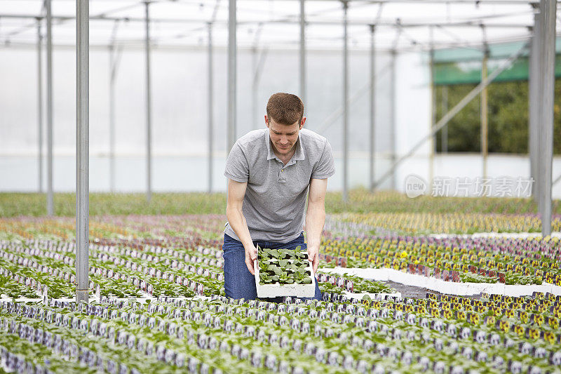 植物苗圃工人在大温室检查植物