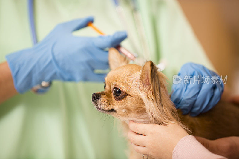 兽医给吉娃娃狗注射疫苗。动物诊所,医院。