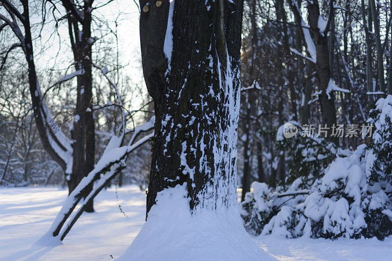 雪覆盖的树