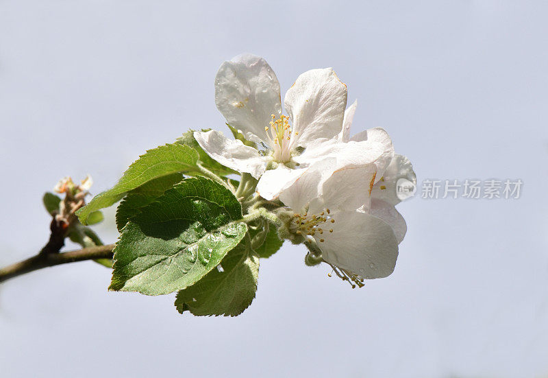 一棵苹果树的花