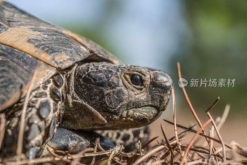 乌龟的头