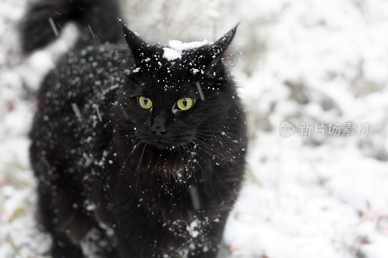 雪中的黑猫