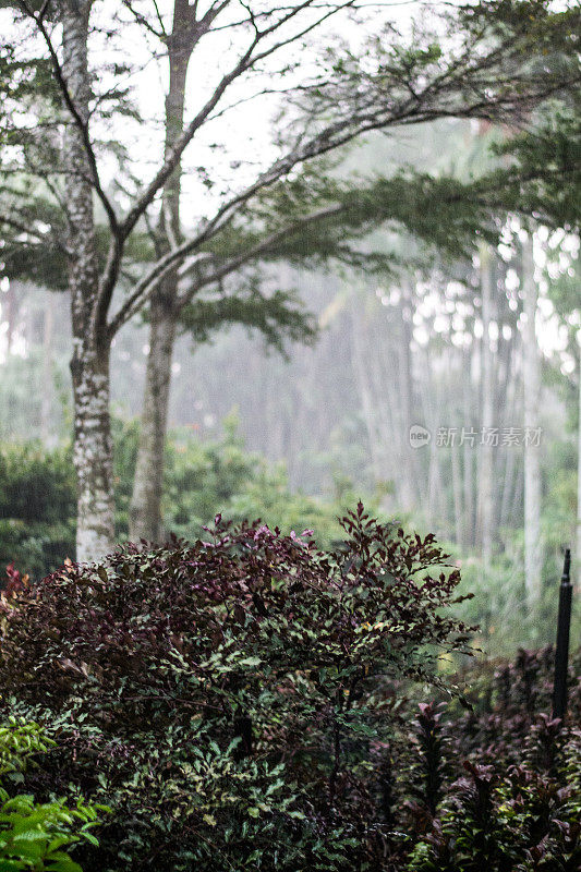 下雨时,在森林