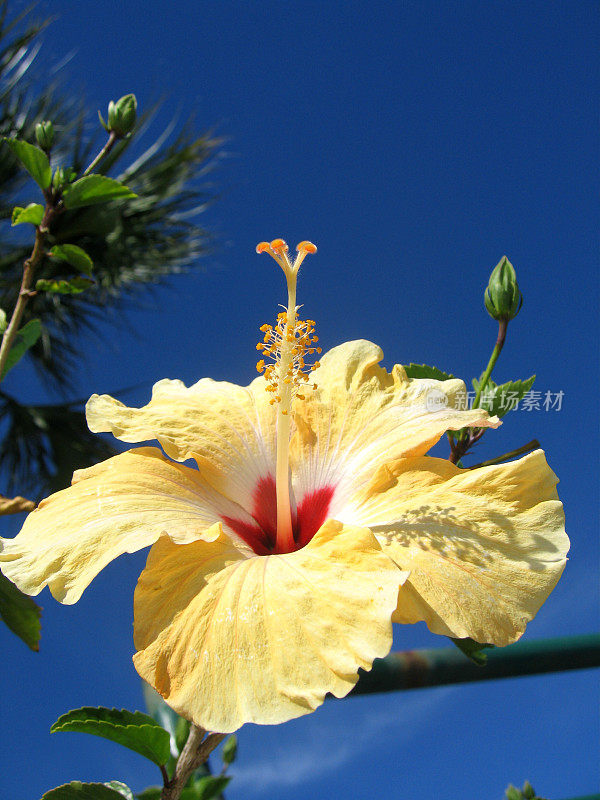 黄色的芙蓉花