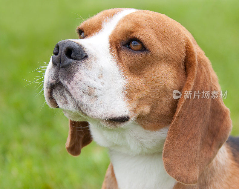 小猎犬的肖像