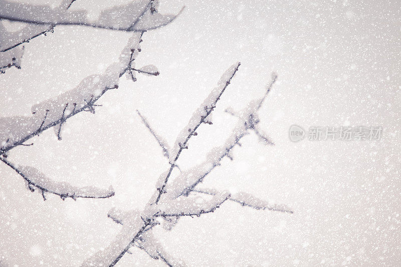 在冬天的暴风雪中，白雪覆盖了光秃秃的树枝