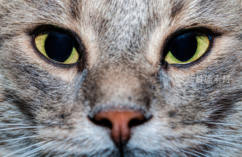猫的眼睛,特写