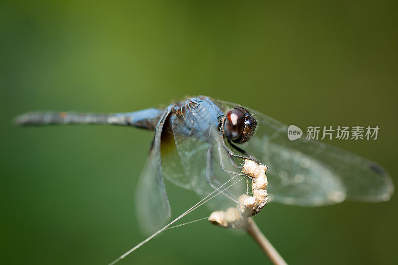 蓝色的蜻蜓