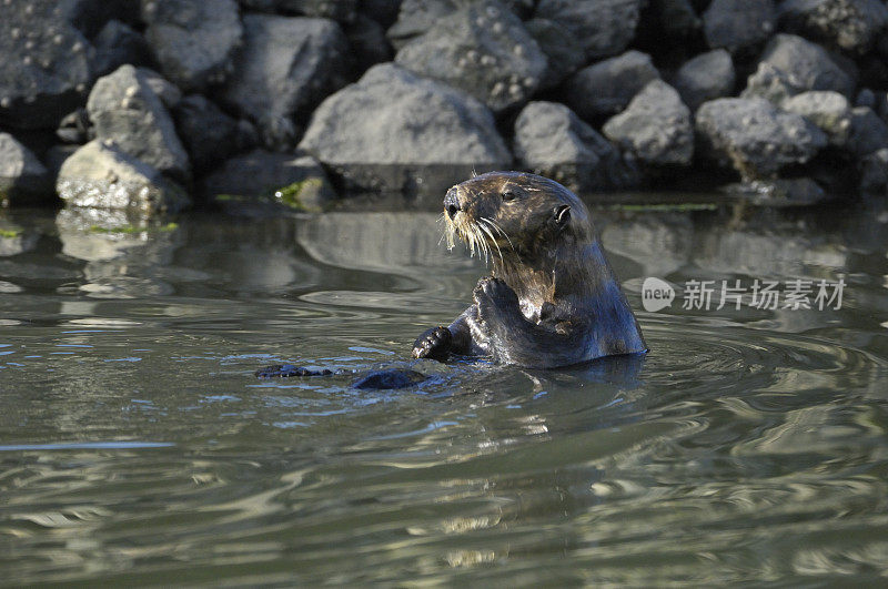 野生海獭坐在平静的港湾水