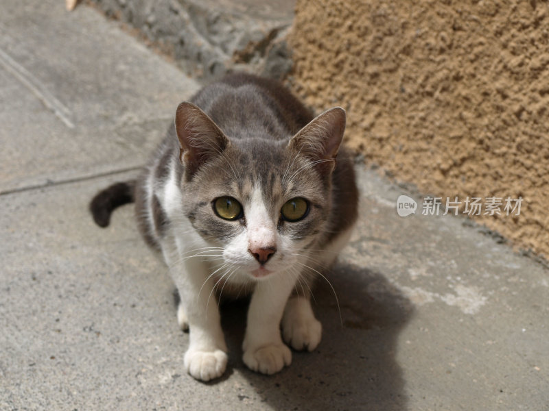 小猫咪坐在街上