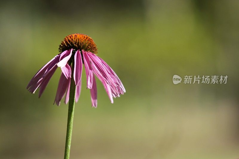 一个紫锥菊花特写