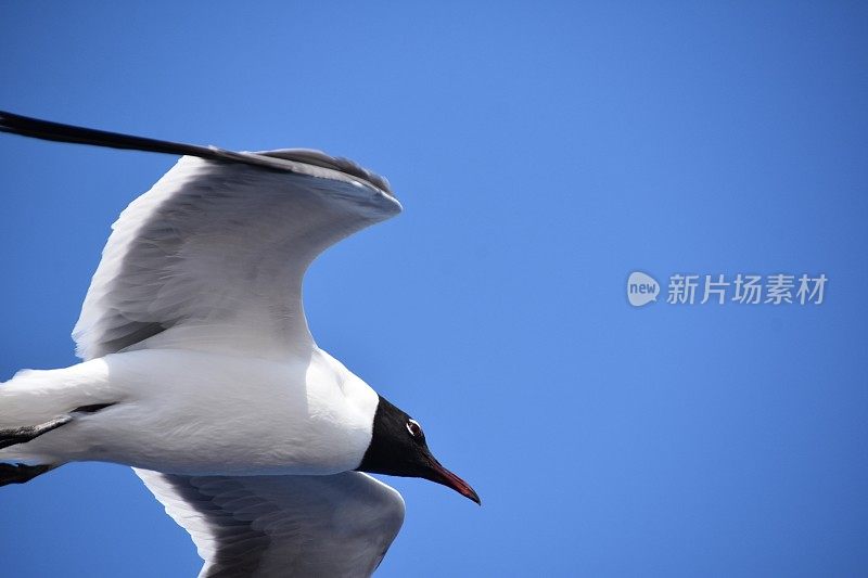 鸟从海上飞过