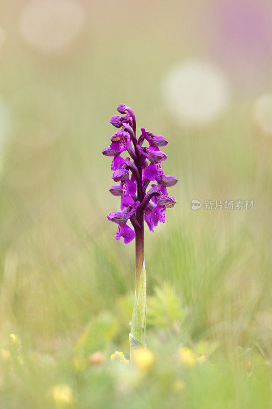 绿翼兰花或绿脉兰花(与兰花同义)