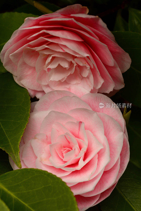 近距离的两个盛开的粉红色山茶花Japonica花头。