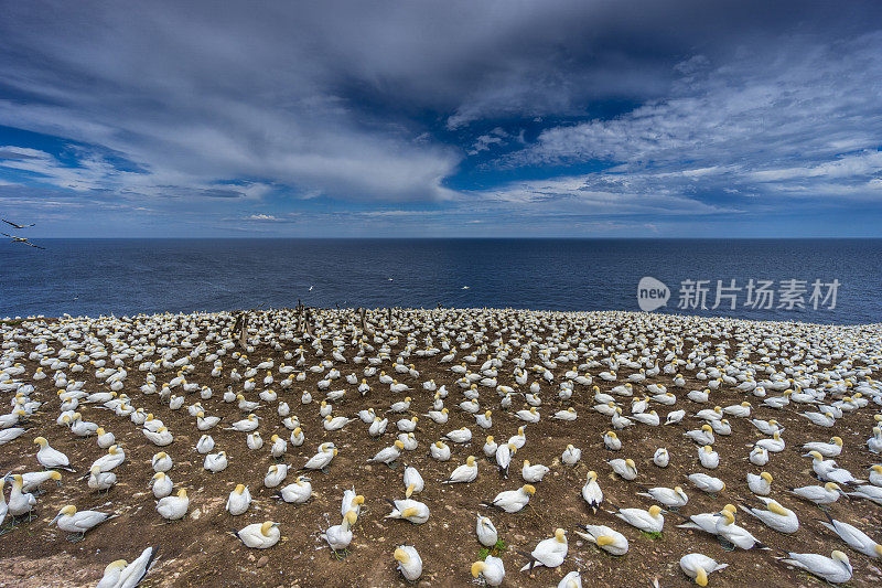 一看博纳旺蒂尔岛和它世界上最大的北部塘鹅殖民地，每年有6个月超过20万只鸟在这里安家。