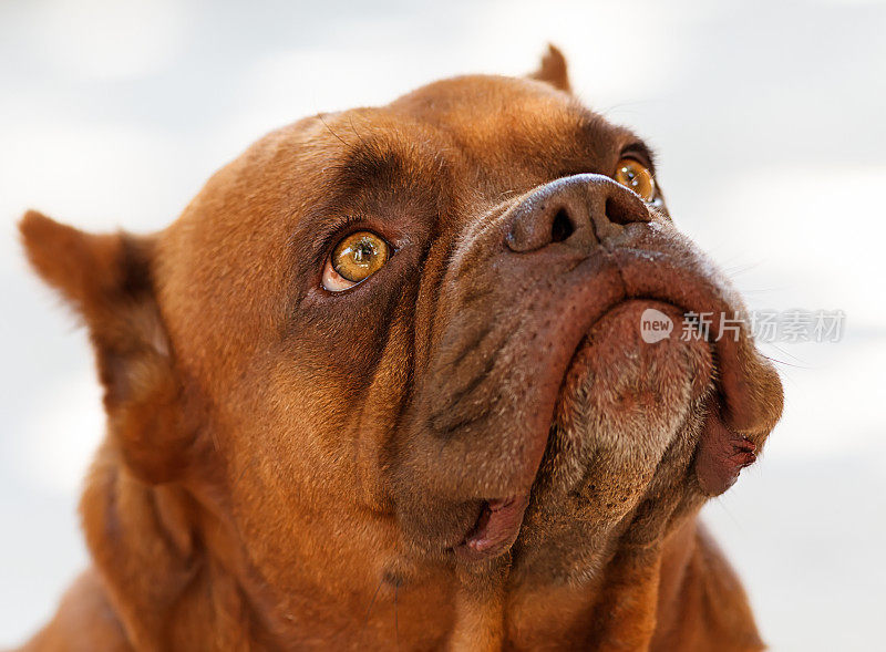 拳师犬在等待命令