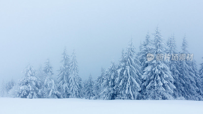 冬天的风景有雪冷杉树