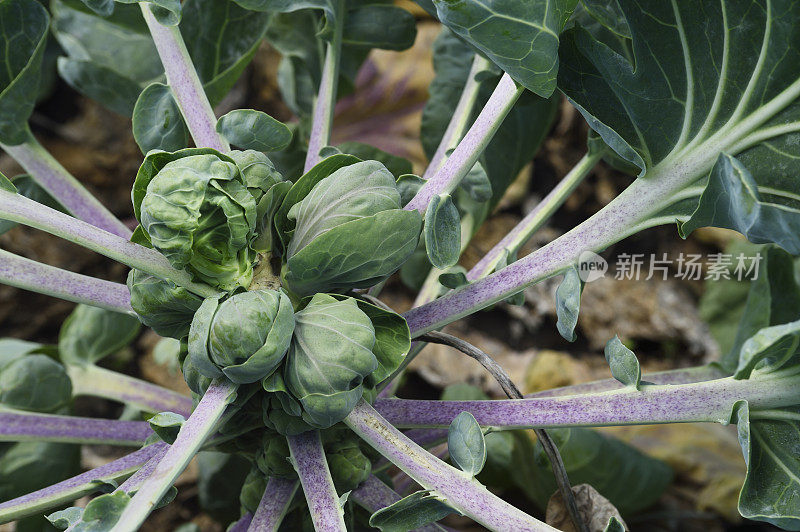 成熟的球芽甘蓝特写