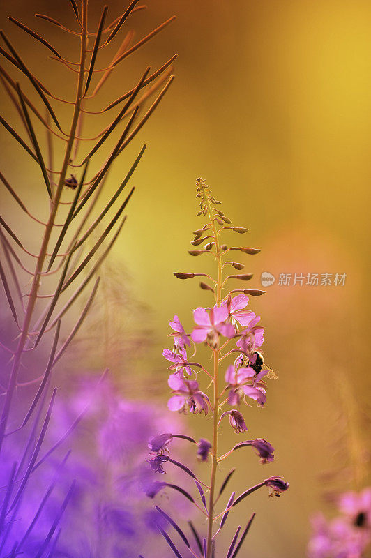 大黄蜂在杂草花上