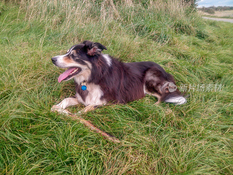 边境牧羊犬拿着棍子躺在草地上