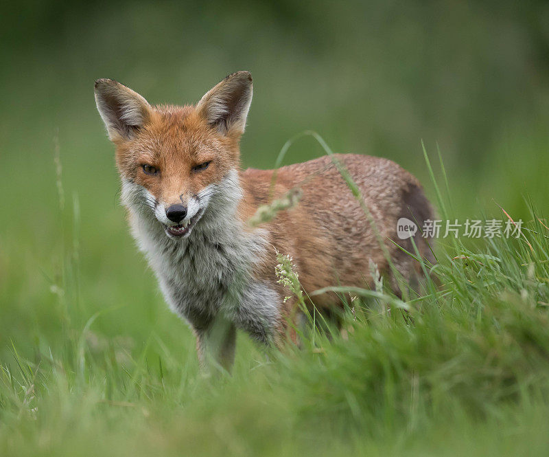 狐狸